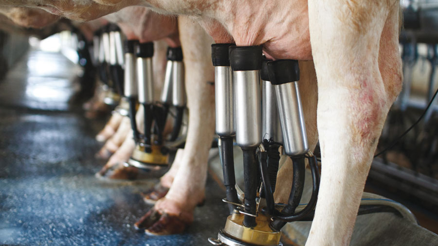 cow being milked by machine